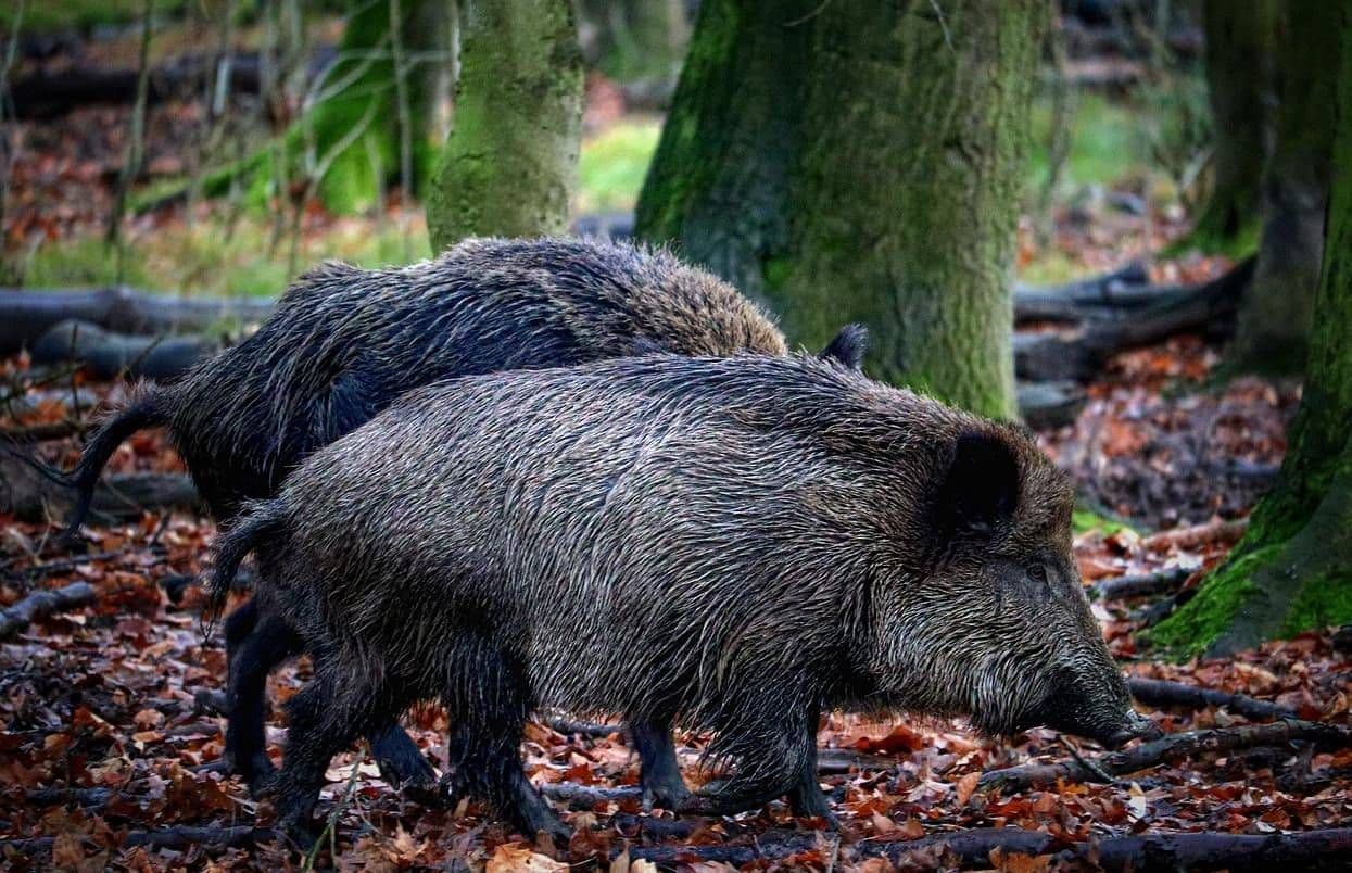 Dudas sobre los orígenes de la peste porcina