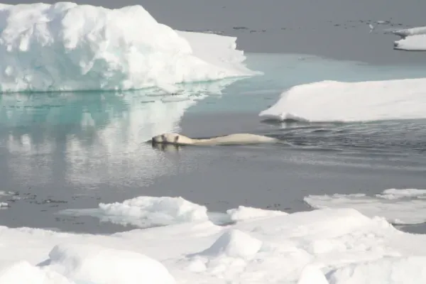 Al Gore: "toda la capa de hielo del Ártico se derritirá para 2016"